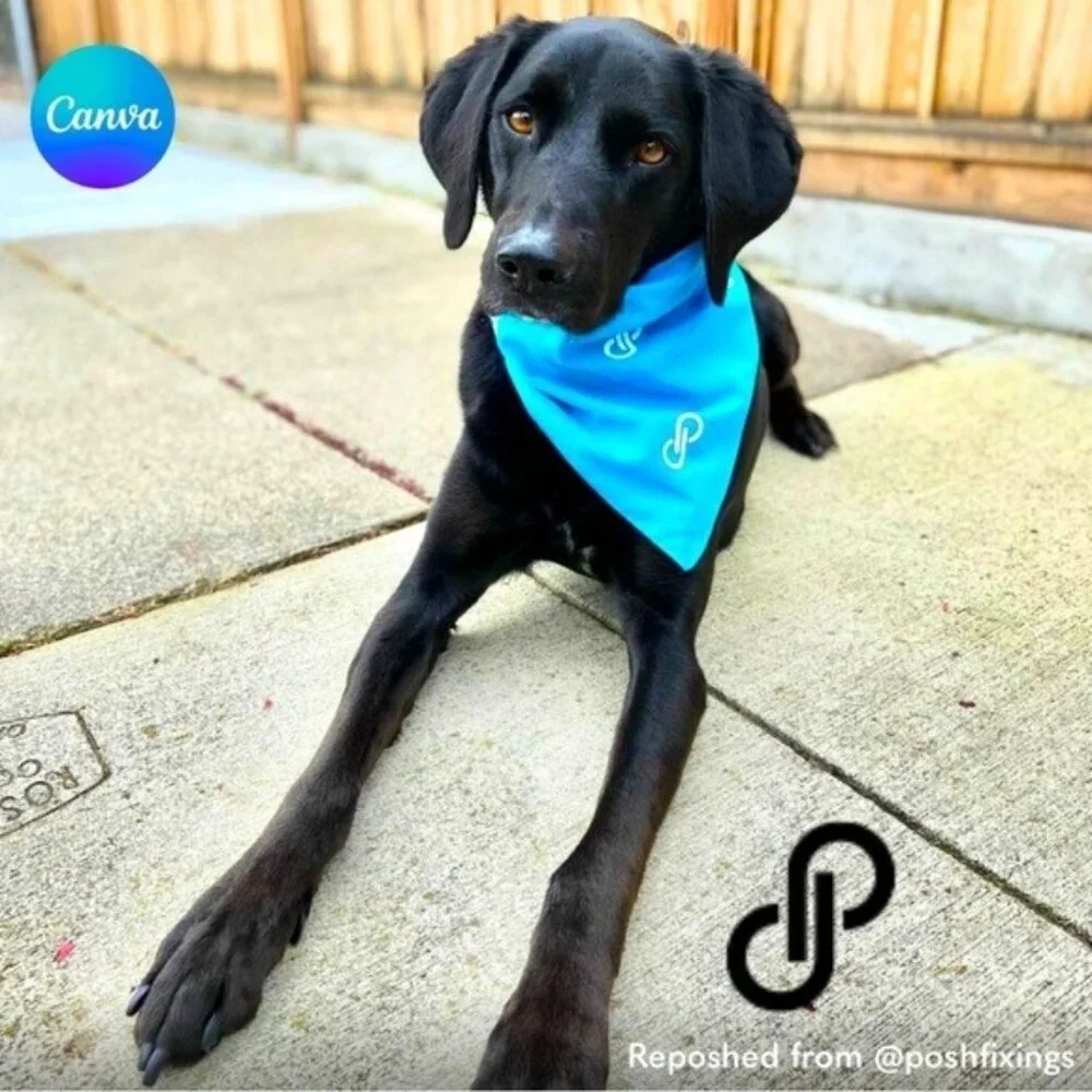 Poshmark Pet Bandana Turquoise Blue - Picture 3 of 3